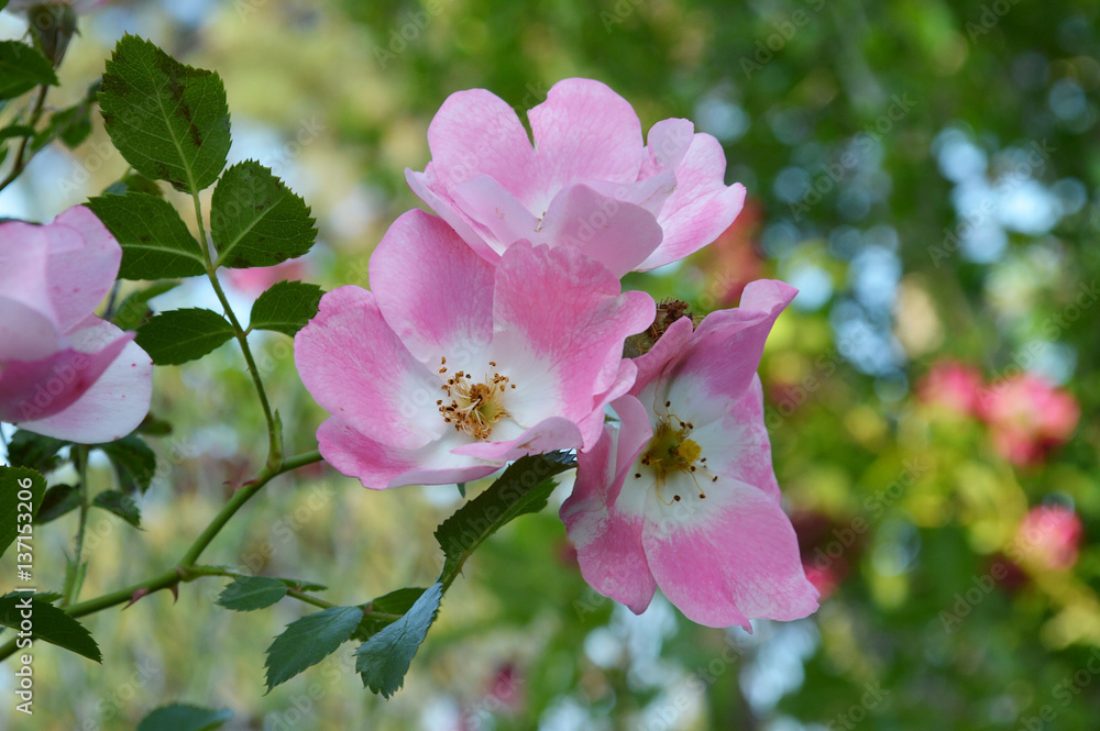 Obraz premium Knockout Rose Group