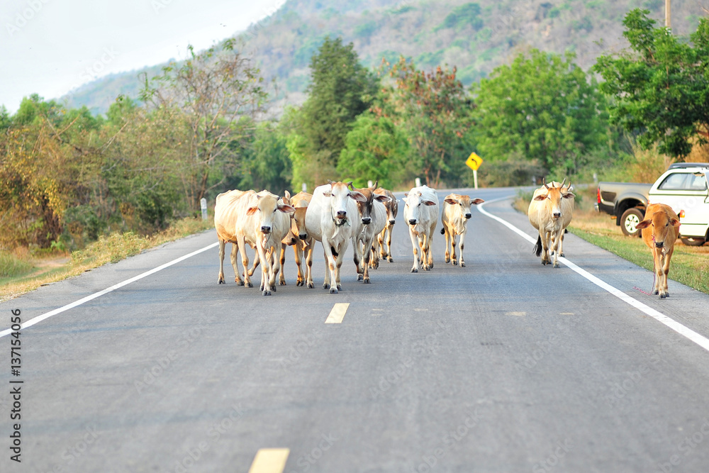Obraz premium Cows walking on the street