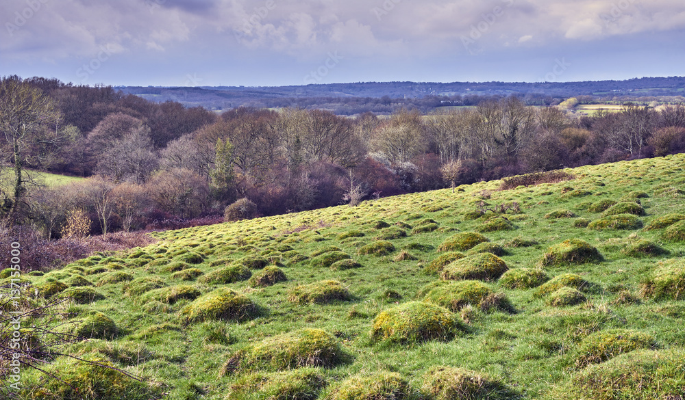 Anthills on an ancient Wealden Meadow