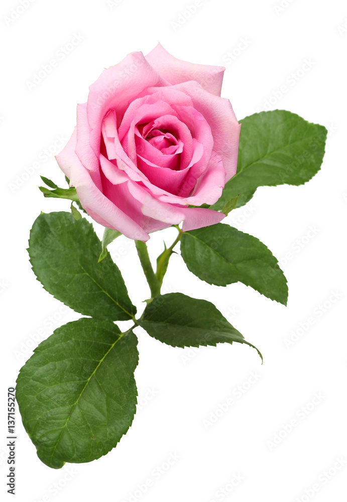 Fototapeta premium Beautiful pink rose and leaves isolated on white background