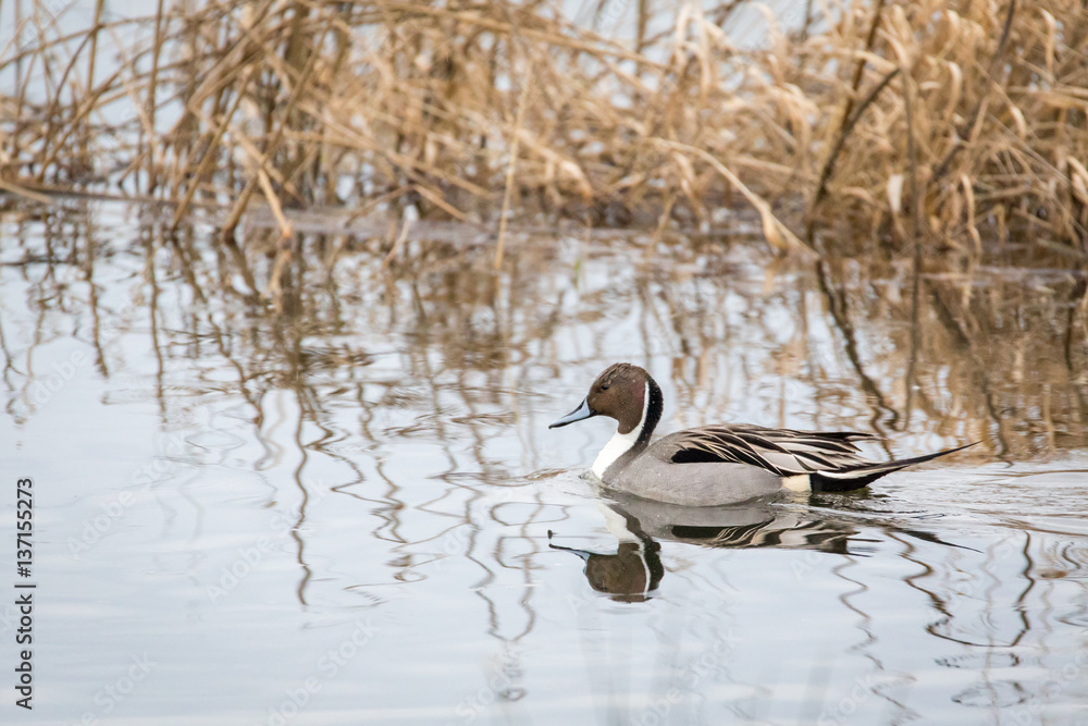 Northern Pintail drake (male) swimming. Northern Pintail drake (male) swimming.