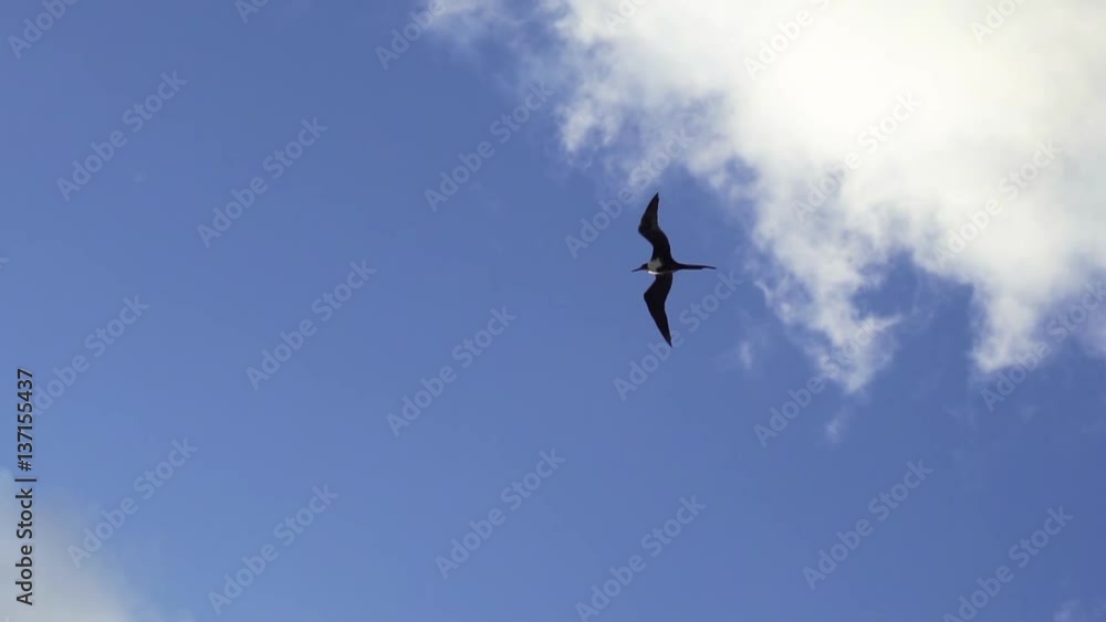 Bird flying against the wind in slow motion, 120fps Stock Video Adobe