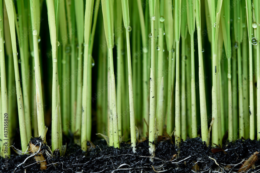 Obraz premium Sapling planting of rice preparations.