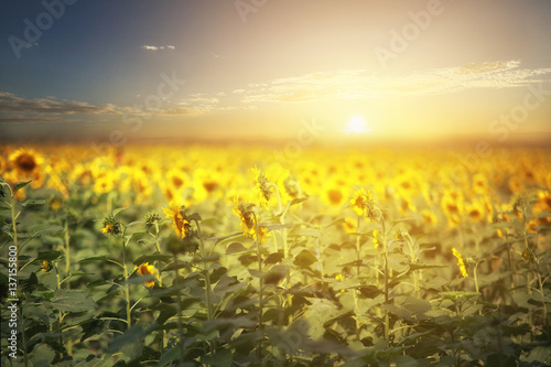 Fototapeta Naklejka Na Ścianę i Meble -  sunflowers