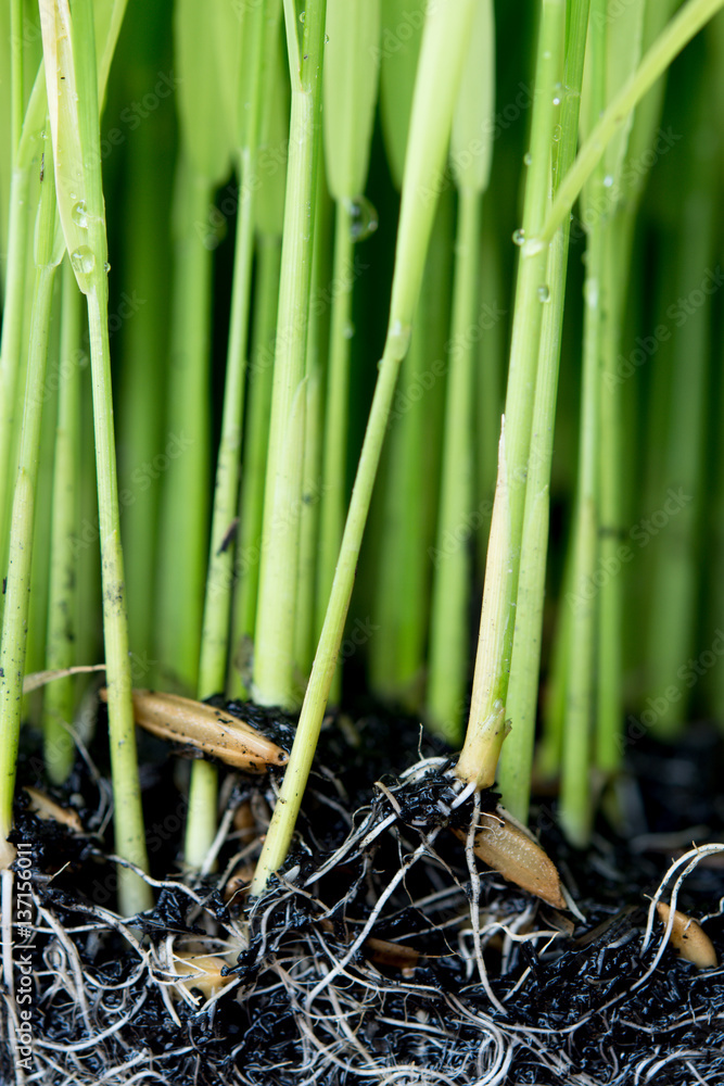 Fototapeta premium Sapling planting of rice preparations.