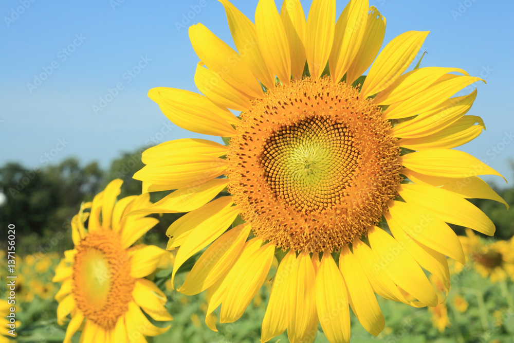 sunflower macro photo sunflower macro photo