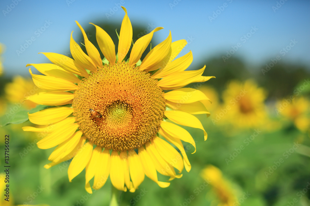 sunflower macro photo