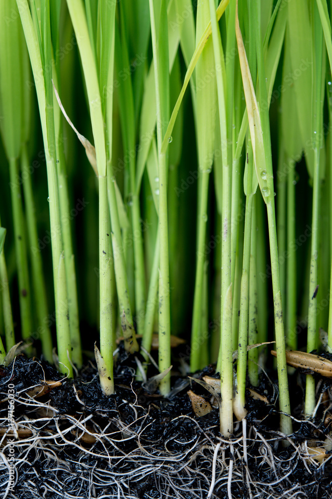 Fototapeta premium Sapling planting of rice preparations.