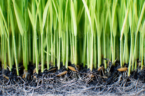 Sapling planting of rice preparations.