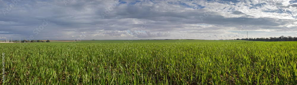 Large panorarmic view of infinity green fields at rainy cloudy day Large panorarmic view of infinity green fields at rainy cloudy day
