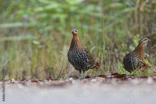 Partridge Birds in Thailand and Southeast Asia.