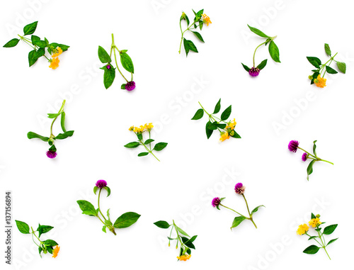 Floral pattern with pink clover and yellow wildflowers on white background. Flat lay  top view.
