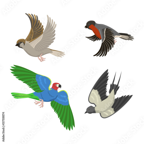 Set of different flying birds vector illustration.