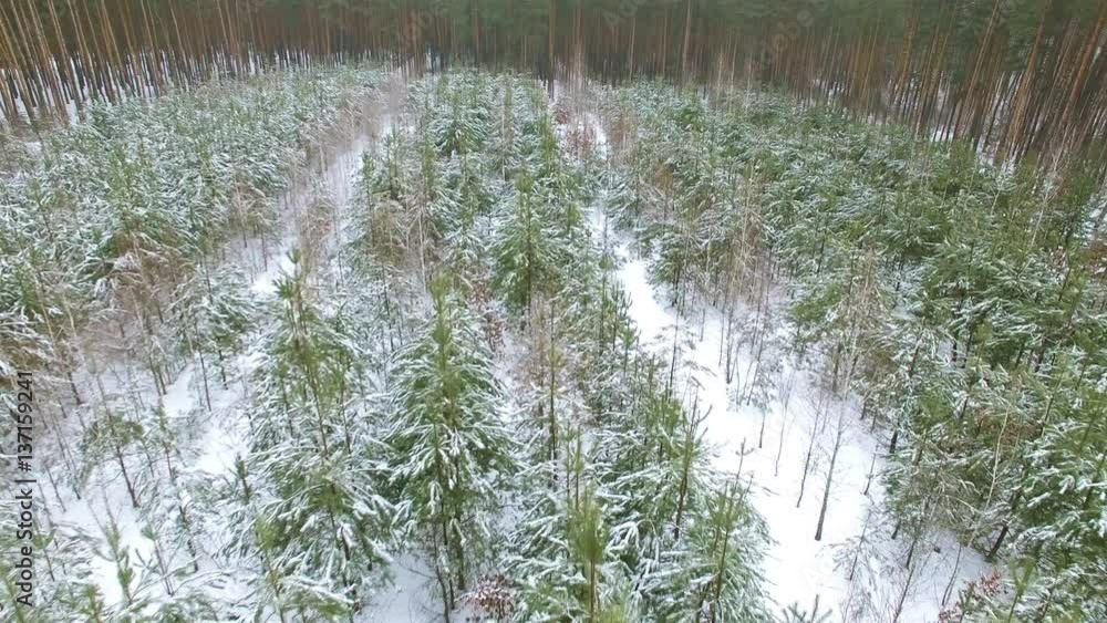 4K Aerial. Winter time. At low height over branches 4K Aerial. Winter time. At low height over branches