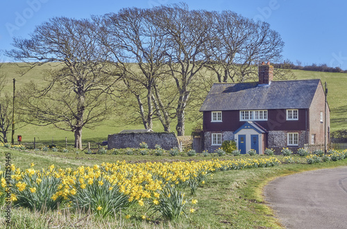 Drift of daffodils leading to country cottages in spring