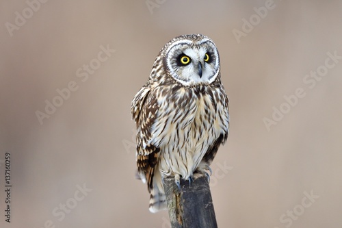 owl, too cute owl is on the post