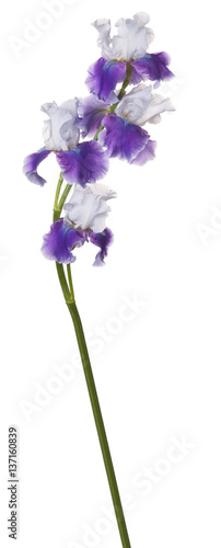Fototapeta Naklejka Na Ścianę i Meble -  iris flower isolated