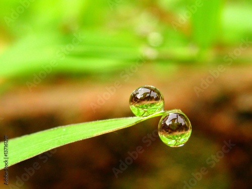 Drop of dew on grass leaf