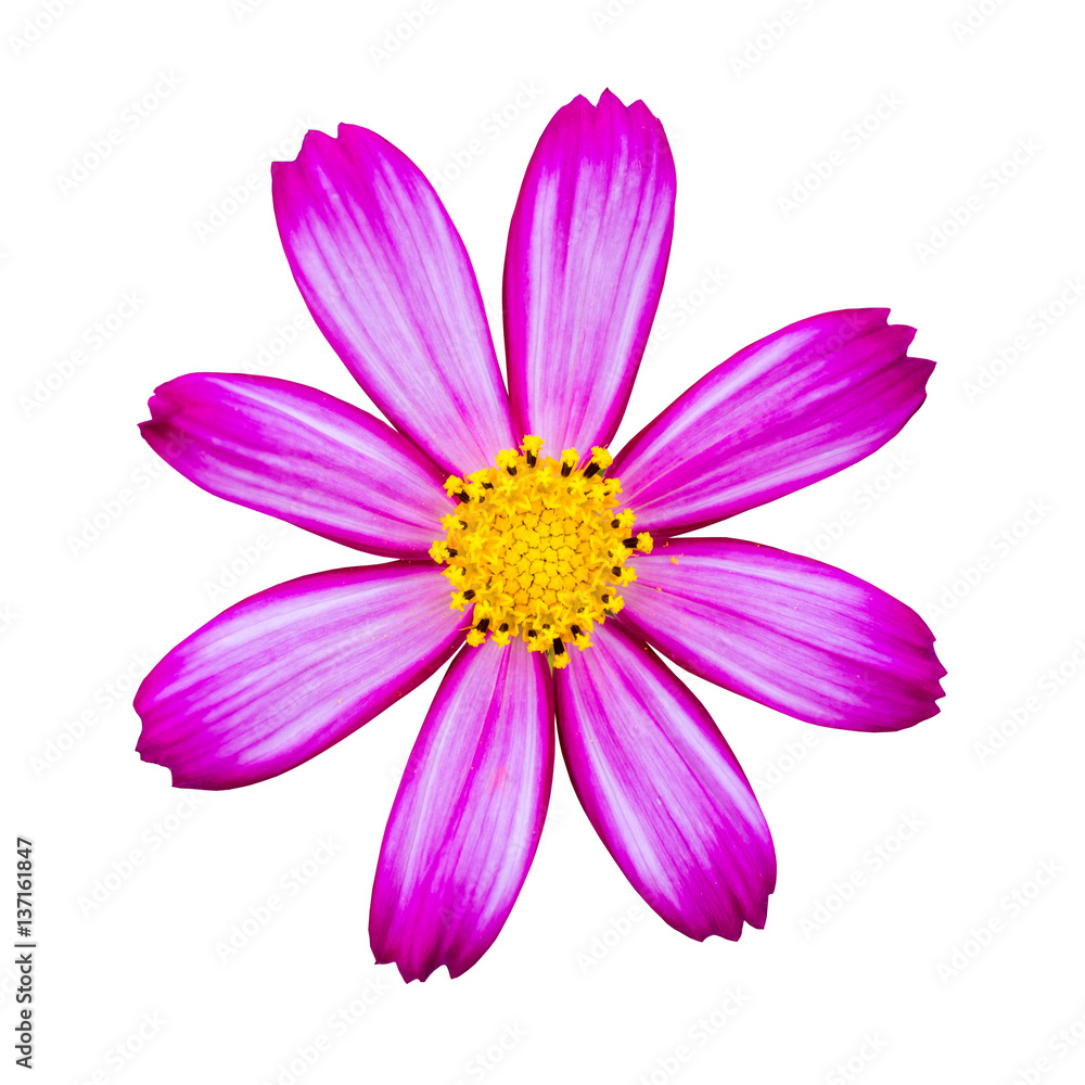 rose red cosmos isolated