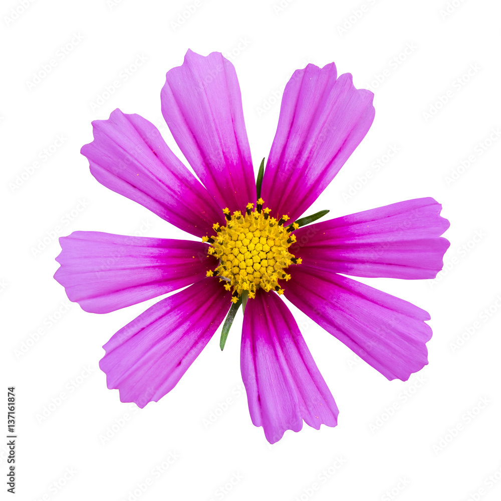 pink cosmos isolated
