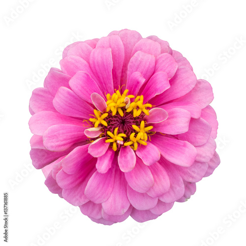 Fotografi pink zinnia elegans isolated