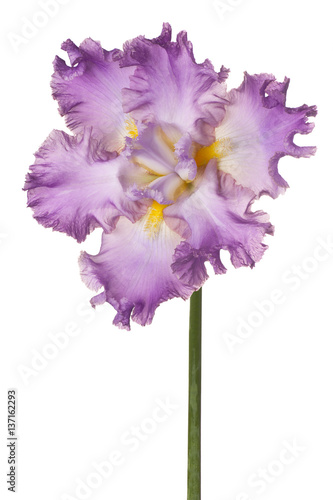 Fototapeta Naklejka Na Ścianę i Meble -  iris flower isolated