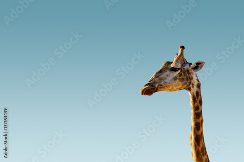 Giraffe head on clear brighten sky