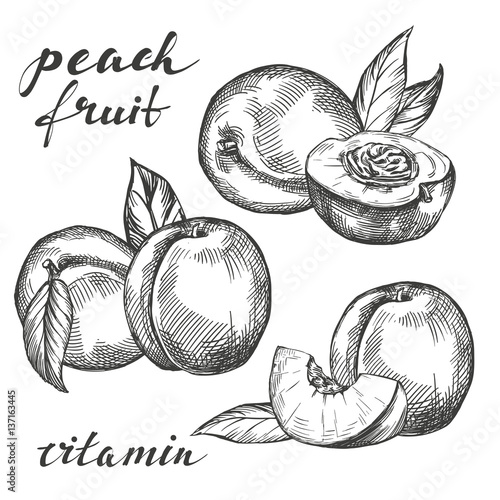 fruit peach set hand drawn vector llustration realistic sketch