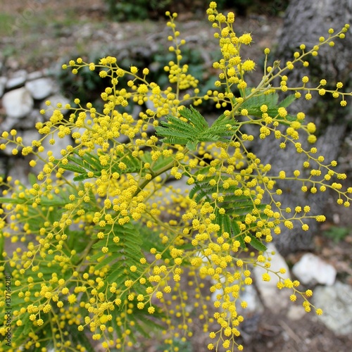 Blooming mimosa branch