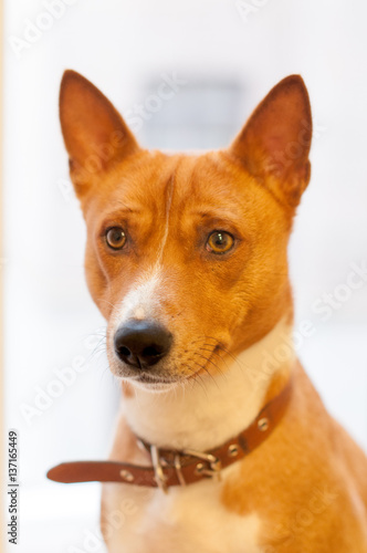 Basenji dog looking out the window