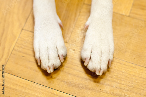 basenji dog paws