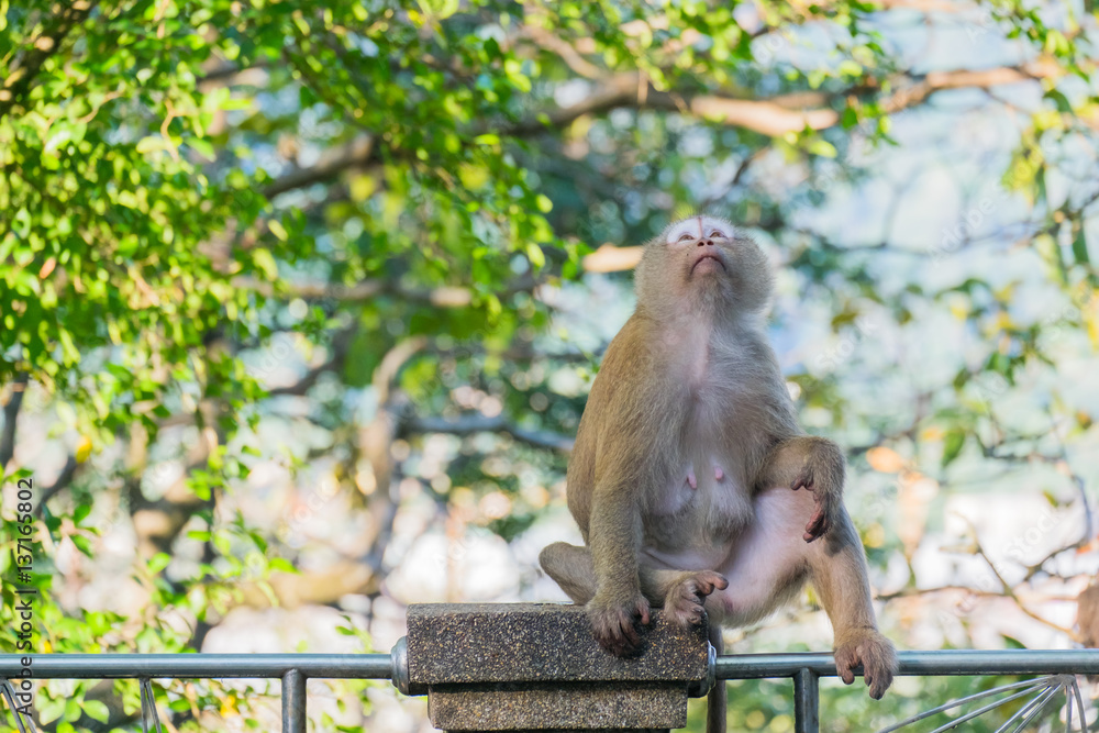 Macaque monkey standing on the fence in Khao Rang hill, Phuket, Thailand