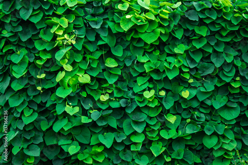 green wall