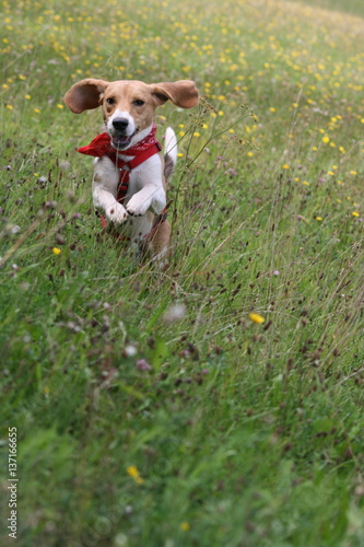Beagle springt über eine Sommerwiese