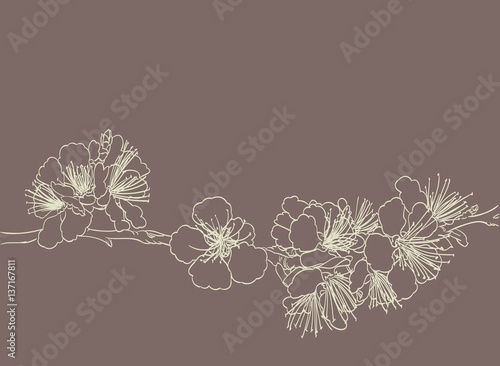 blossoming tree line art hand drawing. spring stylish background with sakura flowers outline vector