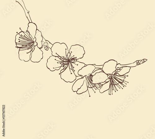 blossoming tree flowers line art hand drawing. spring stylish background with sakura flower outline. vector