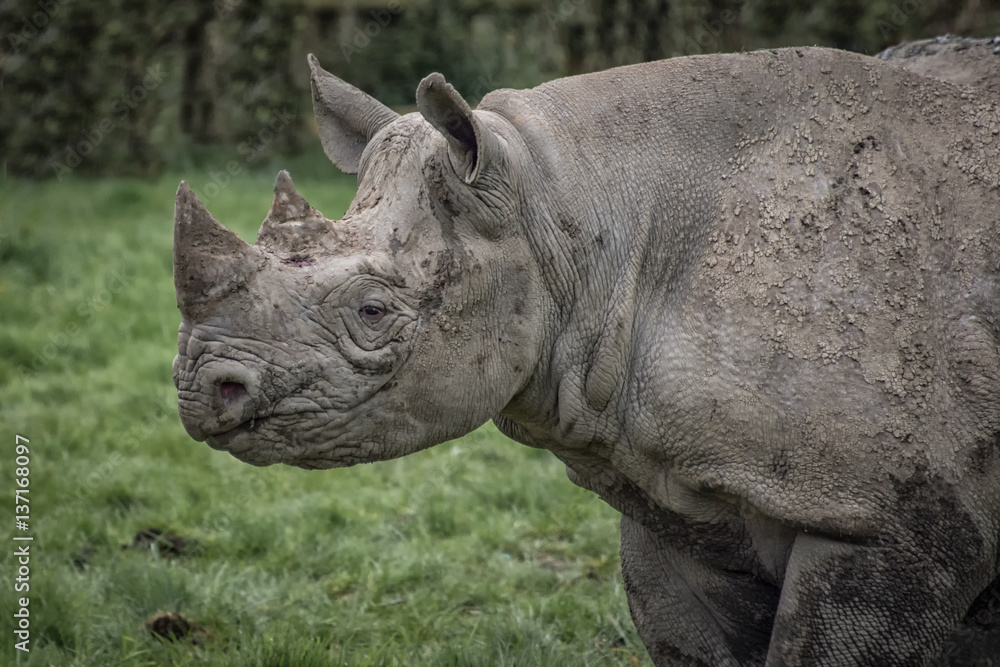 Obraz premium A close up half length profile image of a rhino staring left with mud and dirt on its hide
