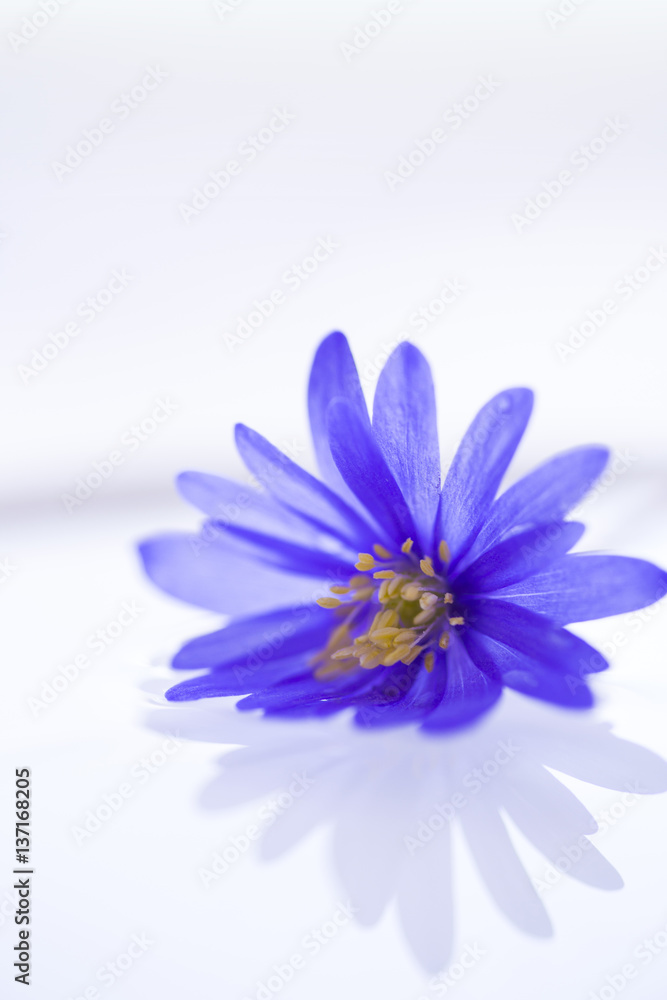 Flower floating on water Flower floating on water