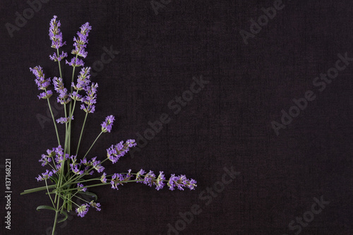 Fototapeta Naklejka Na Ścianę i Meble -  Lavender flower background.
