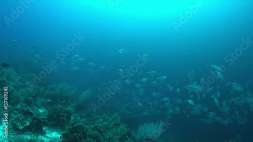 Wallpaper Mural School of Big-eye Trevallies on a colorful coral reef. 4k footage Torontodigital.ca