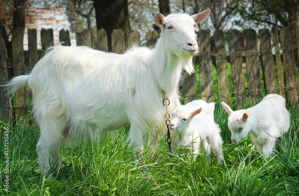 Closeup of three white goats standing among green grass on a warm spring day. Family of a mother and her two children. She hugs her child Closeup of three white goats standing among green grass on a warm spring day. Family of a mother and her two children. She hugs her child