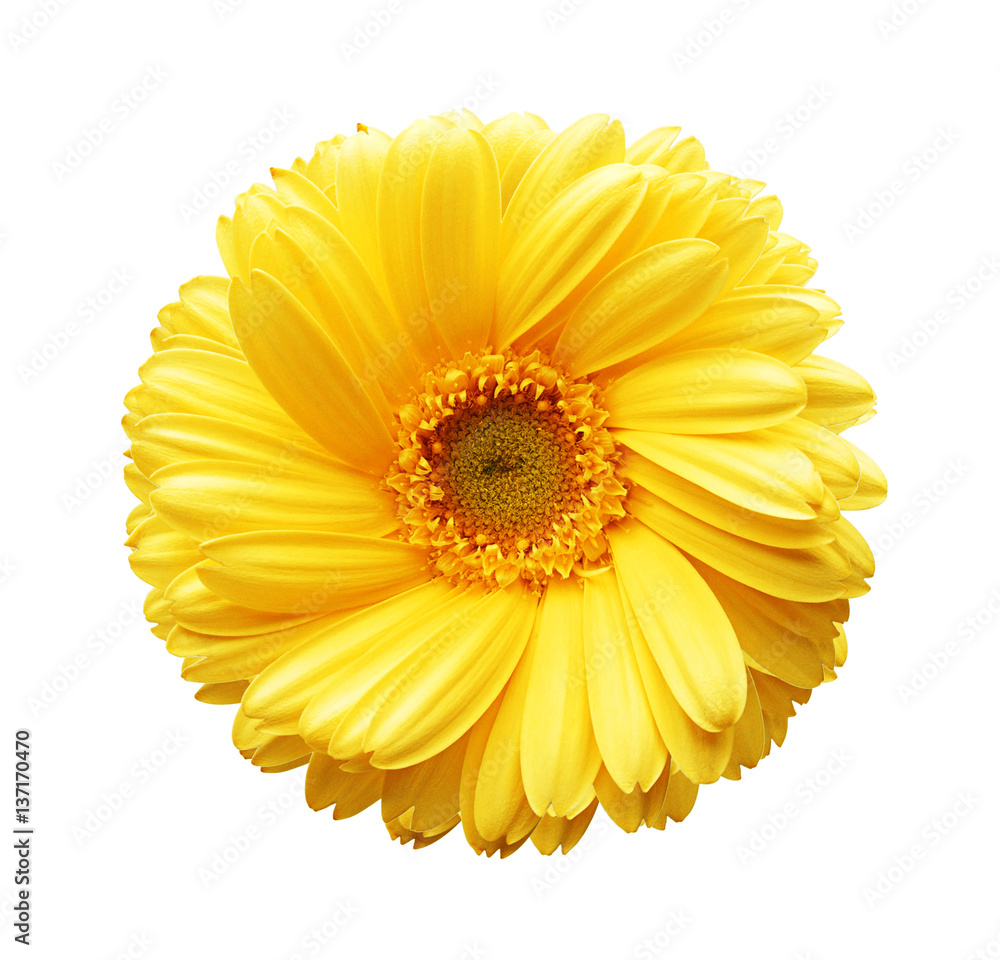 Yellow autumn chrysanthemum isolated on white