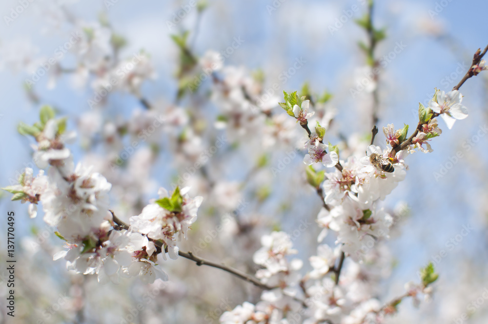 A bee drinking nectar from a blossoming cherry tree branch against the background of blue sky and blurred flowers. Sunny spring day