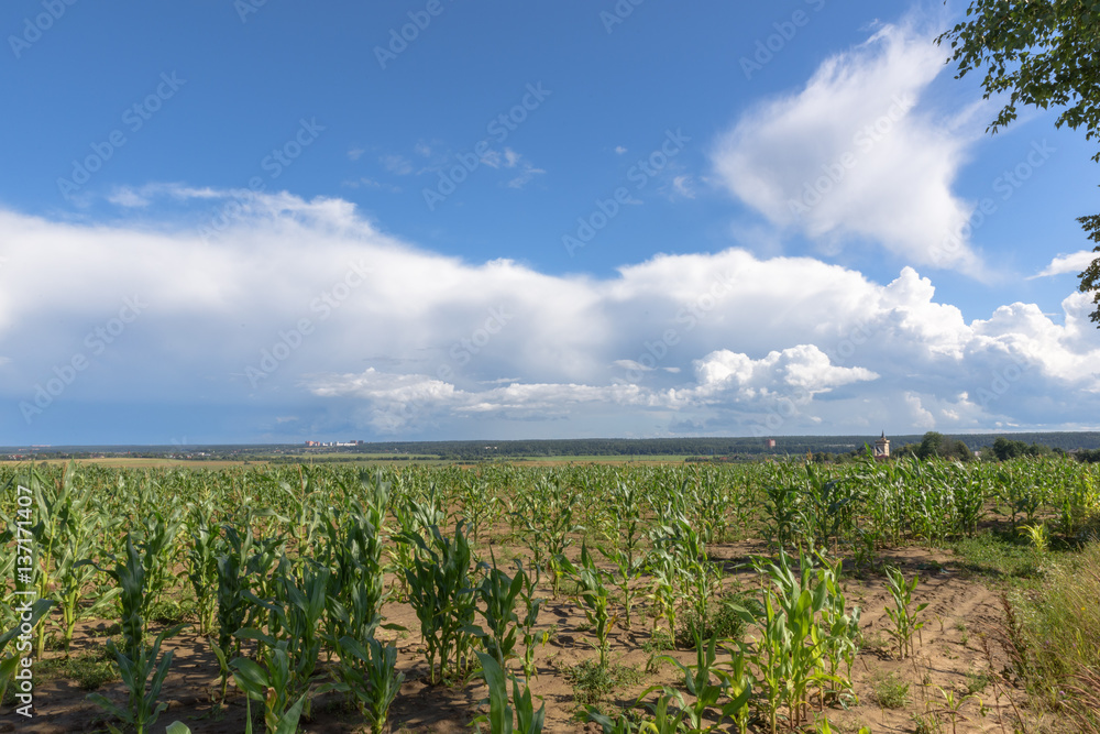 Obraz premium Growing Corn Field