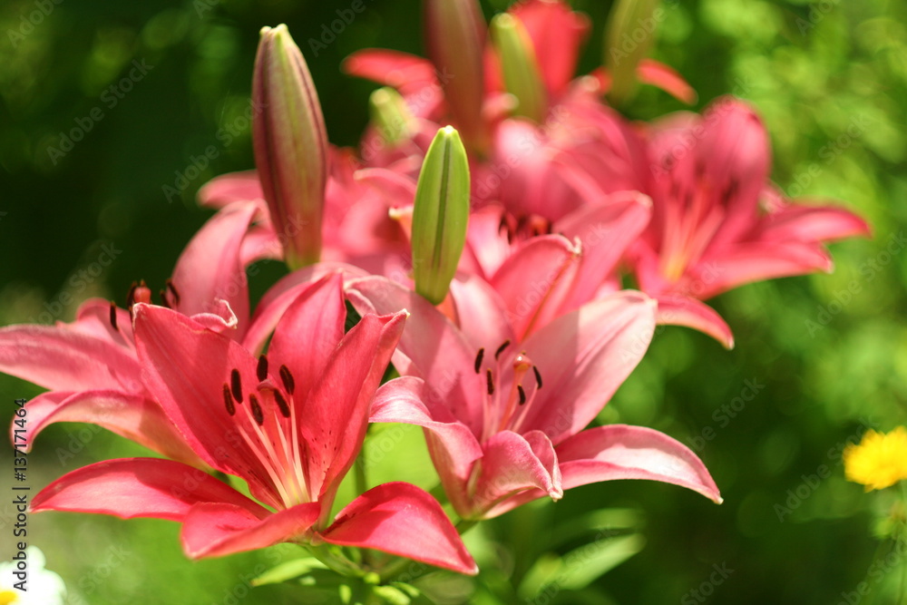 Pink lily flower macro , isolated on natural background