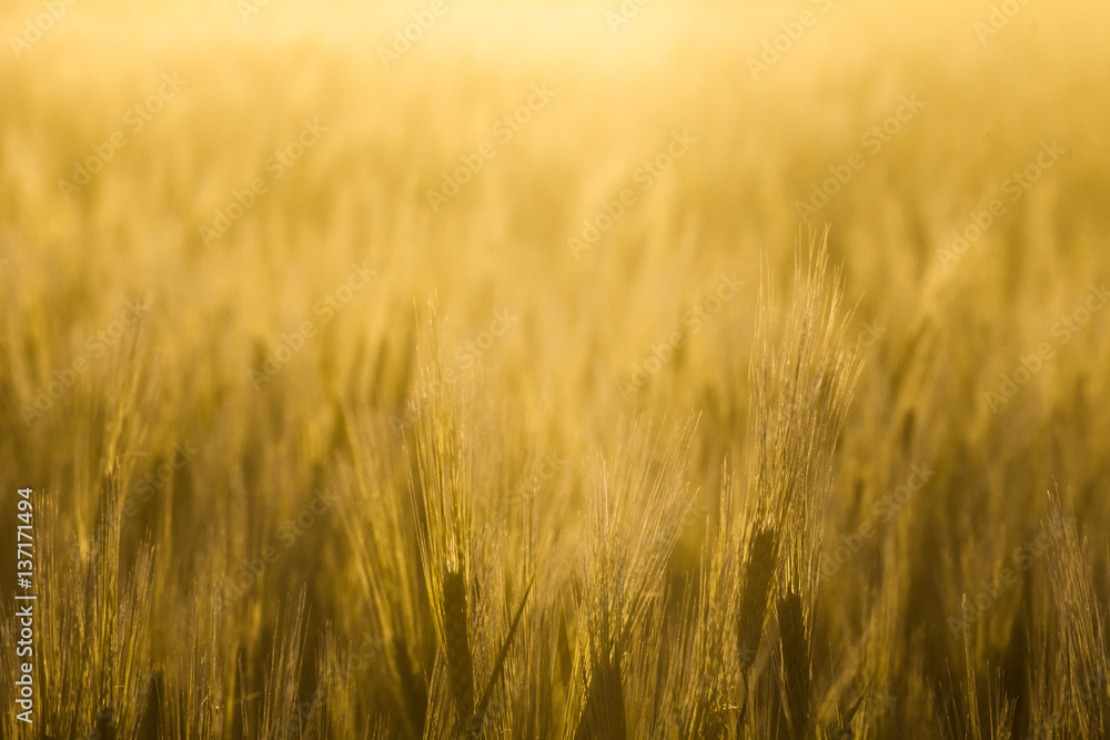 Yellow Grass On Sunset Yellow Grass On Sunset