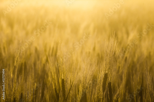 Yellow Grass On Sunset