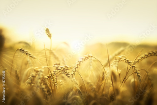 Wheat in early sunset