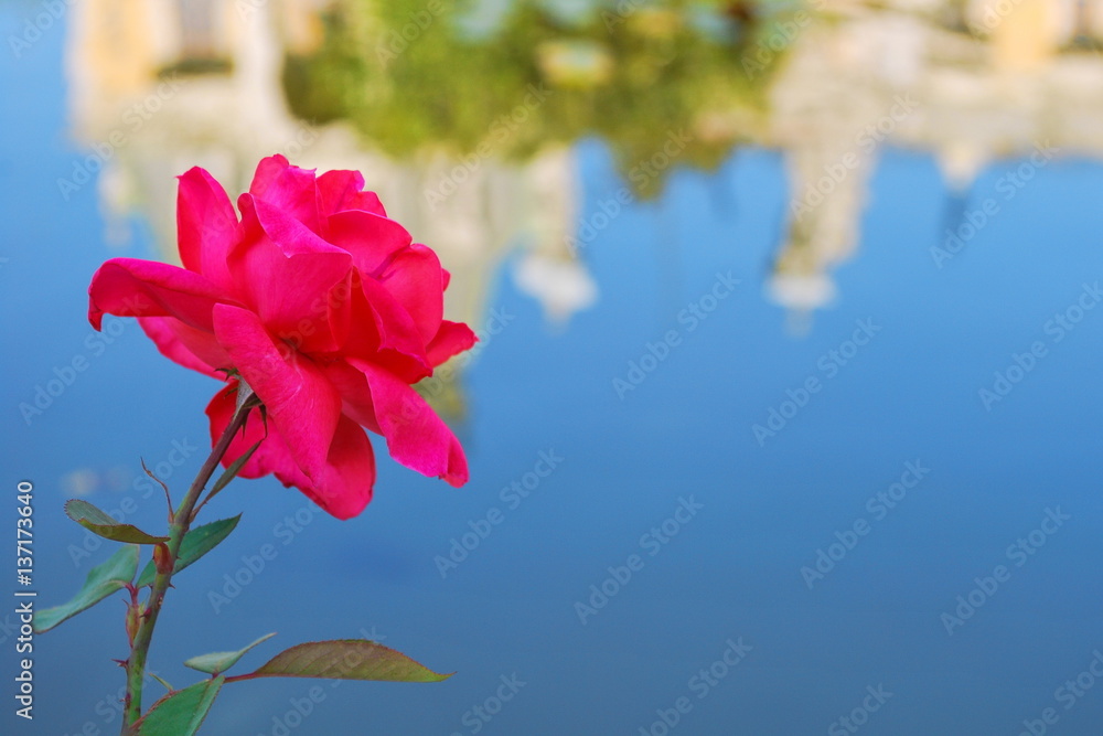 Bright pink rose on a background of blue water