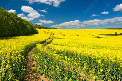 Tractor Tracks through Endless Fields of Oilseed rape blossoming under Blue Sky with Clouds